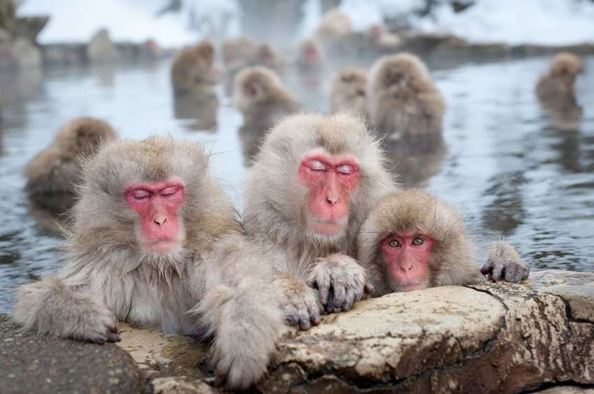 Sneeuwapen in Jigokudani Park <br>
