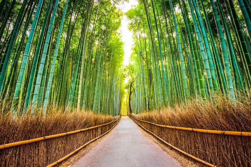 Bamboe bos in Kyoto<br>